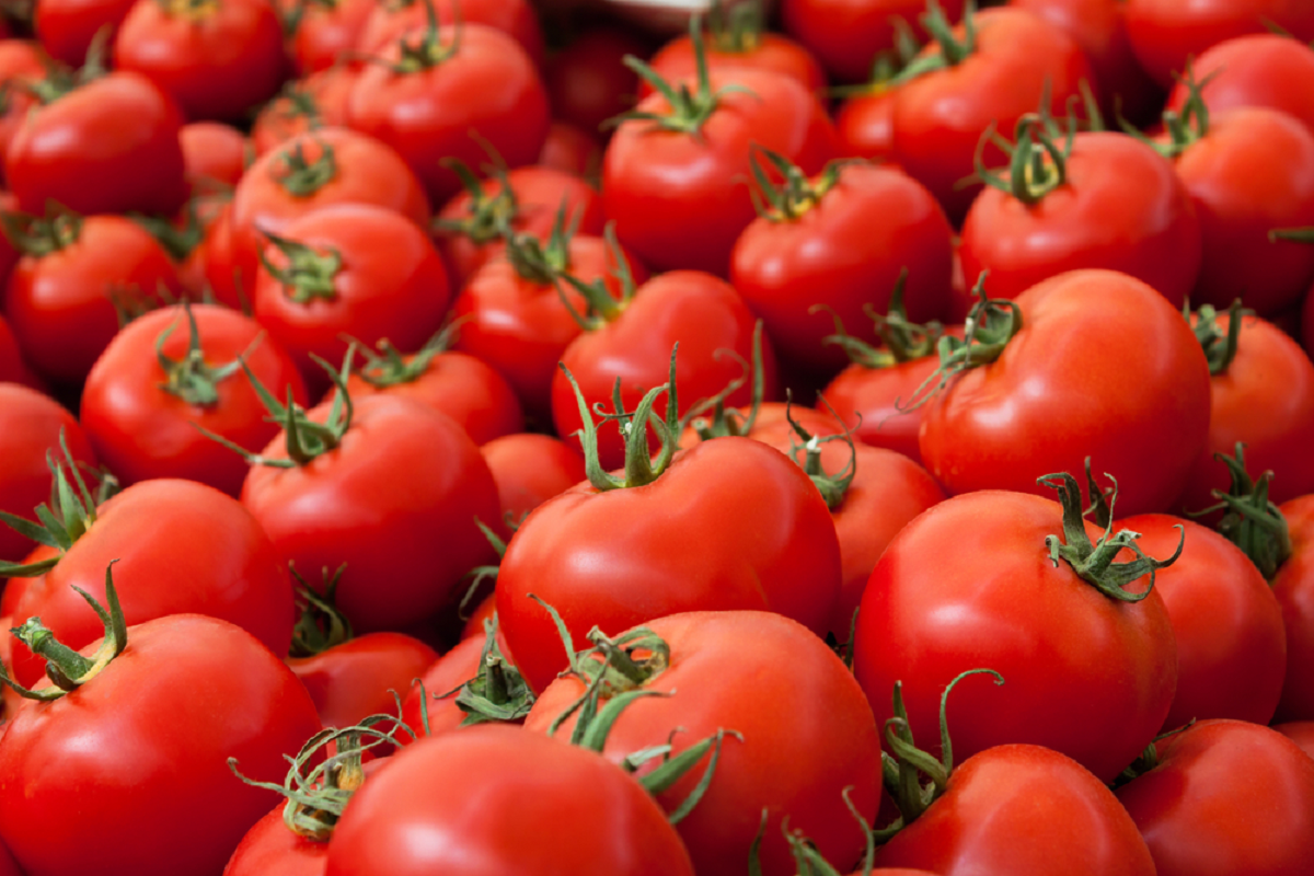 Tomato material