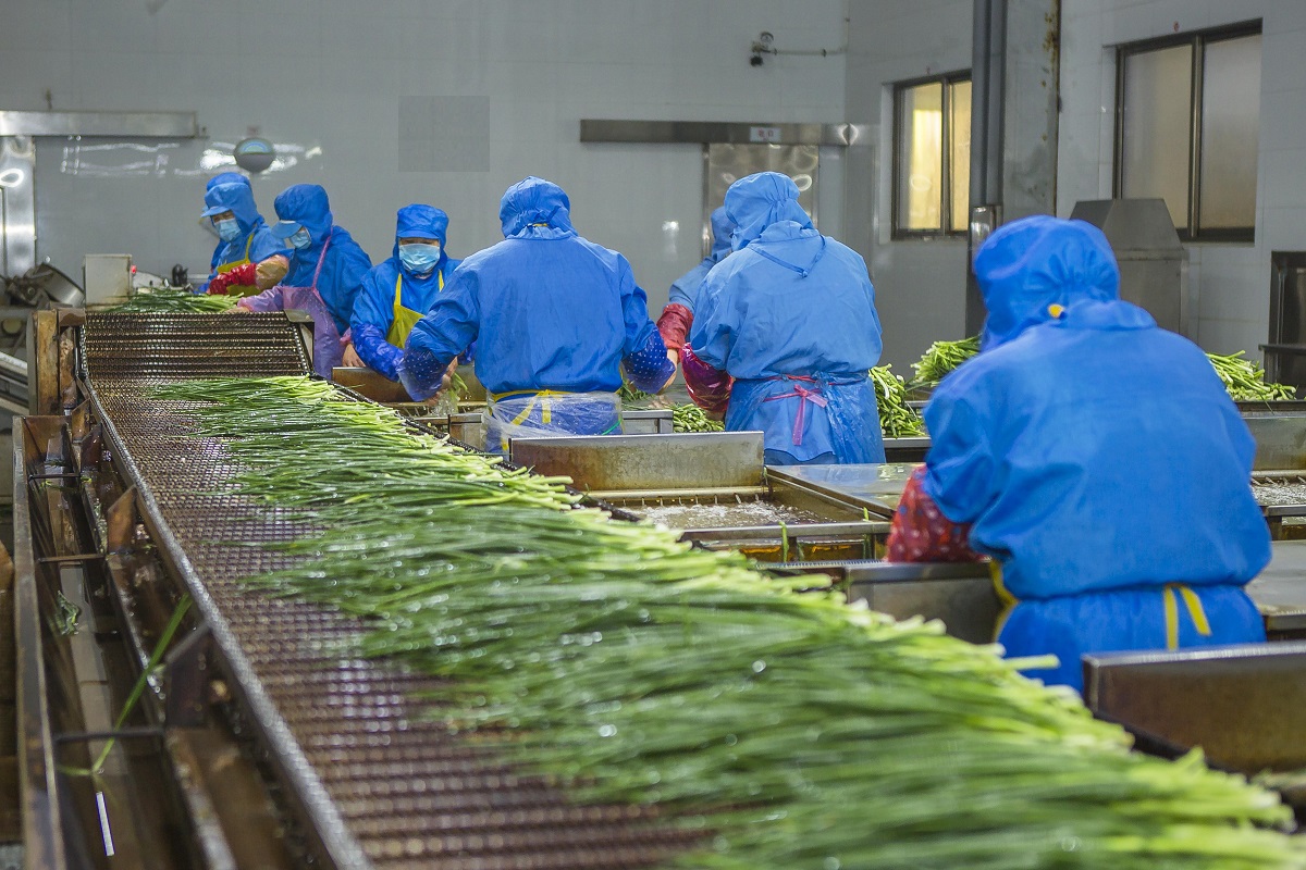 Dried spring onion produciton in May