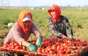 Tomato harvest in Autumn, harvest season for many vegetables 