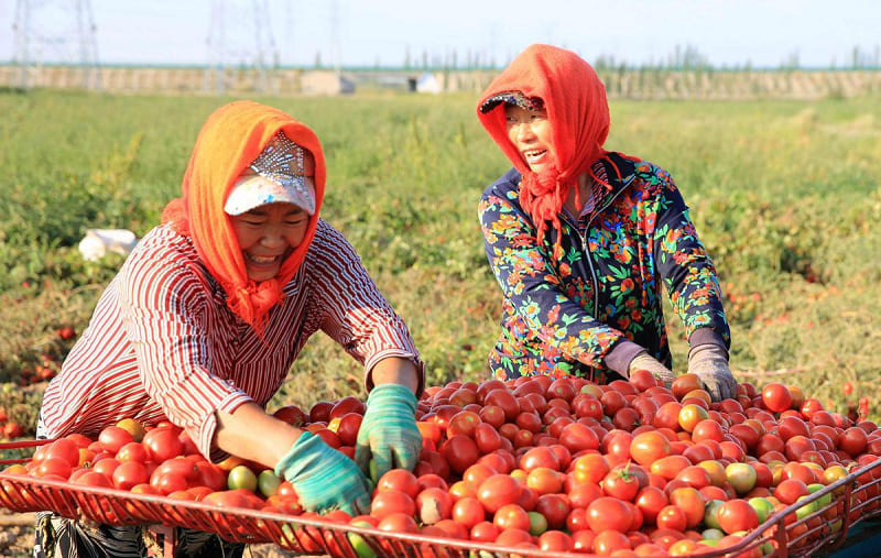 Tomato harvest in Autumn
