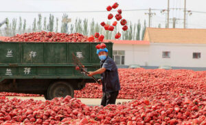 red bell pepper harvest in Autumn, harvest season for many vegetables