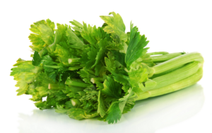 Dried Celery Stalk / Dried Celery Crosscut
