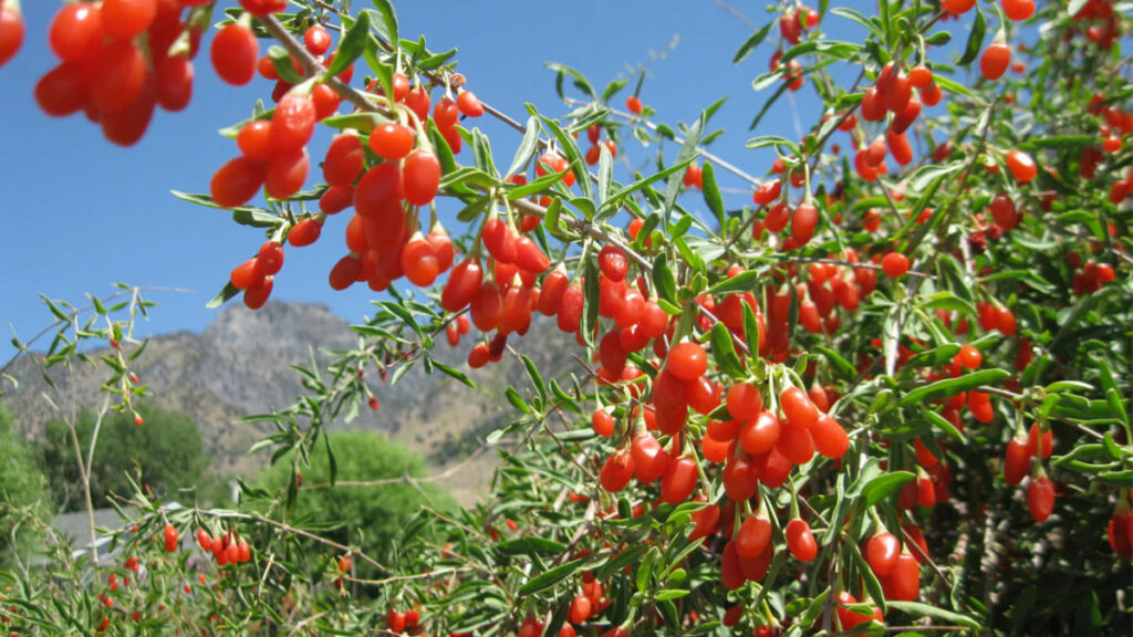 China Goji Berries , Dried Wolfberries