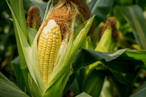 Dehydrated Sweet Corn, Dried Corn Kernels