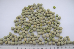 Air Dried Green Pea / Dehydrated Green Pea