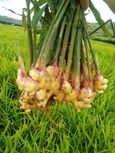 Whole Dried Ginger Root¡¢Dried Ginger Whole