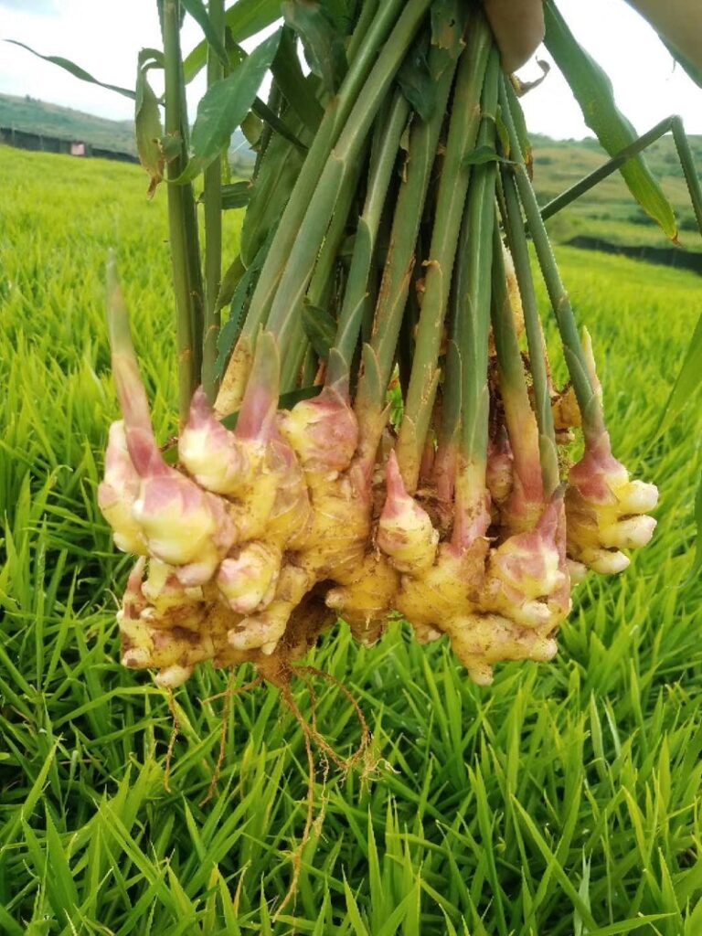 Whole Dried Ginger Root¡¢Dried Ginger Whole