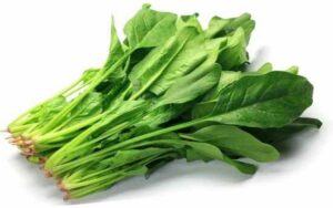 Dried Spinach Powder, Bulk Spinach Powder