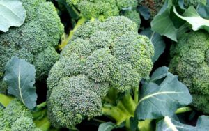 Dehydrated Broccoli Powder, Dried Broccoli Powder