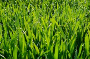 Barley Grass Powder, Wheat Grass Powder