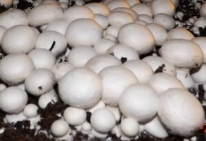 Dehydrated Champignon Mushrooms / Dried Champignon Mushrooms